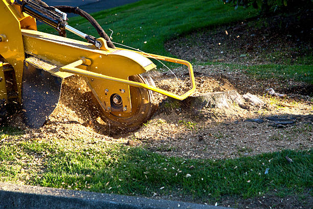 Best Stump Grinding and Removal  in Deerfield, IL