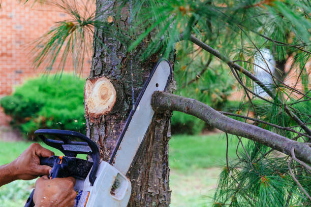 How Our Tree Care Process Works  in  Deerfield, IL